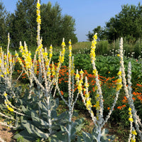 Giant Silver Mullein Verbascum bombyciferum with distinctive woolly silver-green foliage