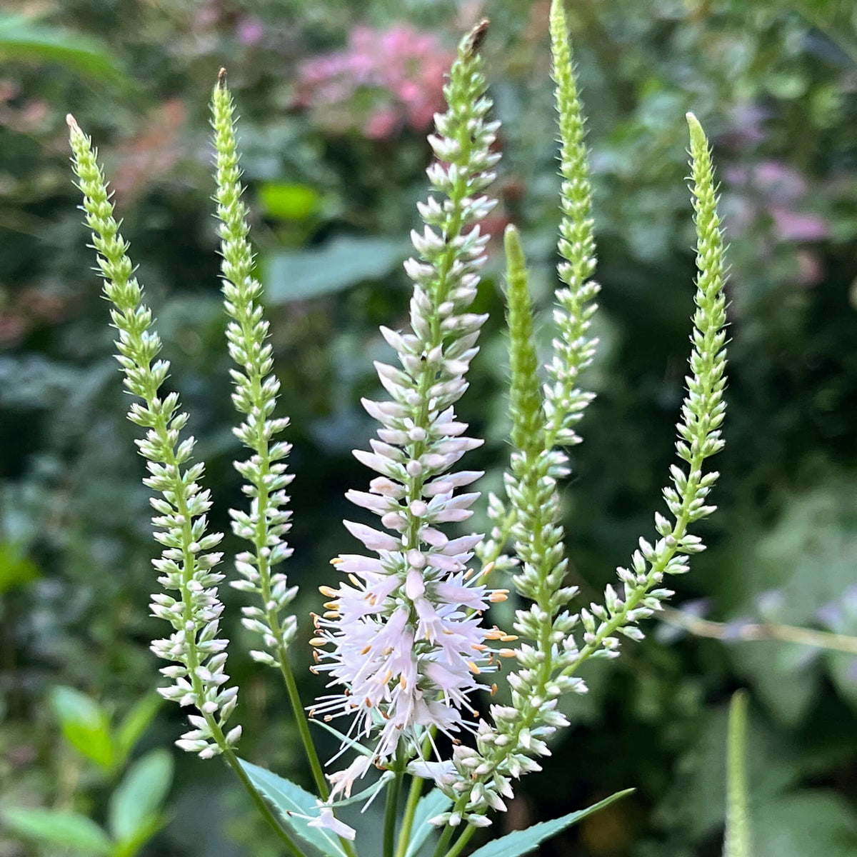 Veronicastrum virginicum Culver’s Root with upright stems, whorled foliage, and tall flower spikes.