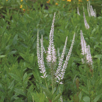 Veronicastrum virginicum Culver’s Root ornamental garden seeds for perennial flower planting.