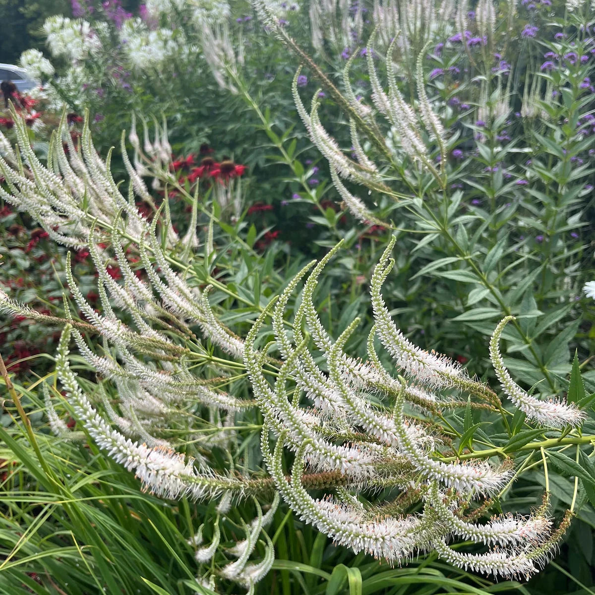 Culver’s Root Veronicastrum virginicum with upright stems, whorled foliage, and elongated flower spikes.
