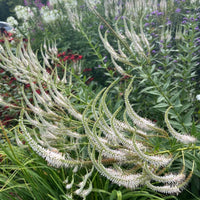 Culver’s Root Veronicastrum virginicum with upright stems, whorled foliage, and elongated flower spikes.