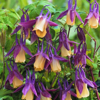 Black Currant Ice – Perennial, Dwarf Flower Seeds