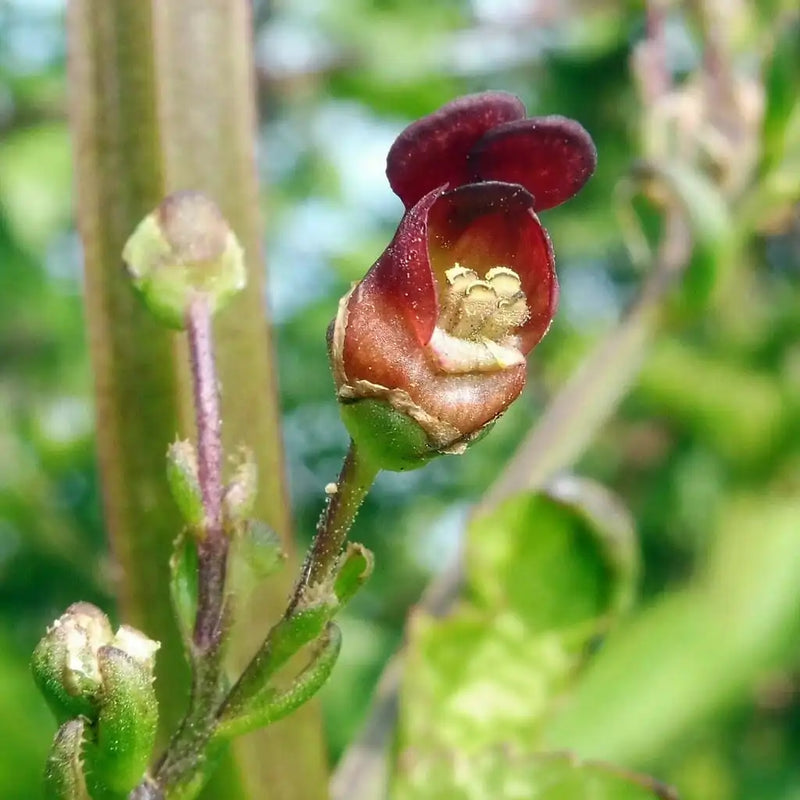 Organic Common Figwort (Scrophularia nodosa) perennial plant displaying upright square green stems, opposite serrated leaves, and clusters of small greenish-brown and reddish-brown hooded flowers growing in a partially shaded woodland garden.