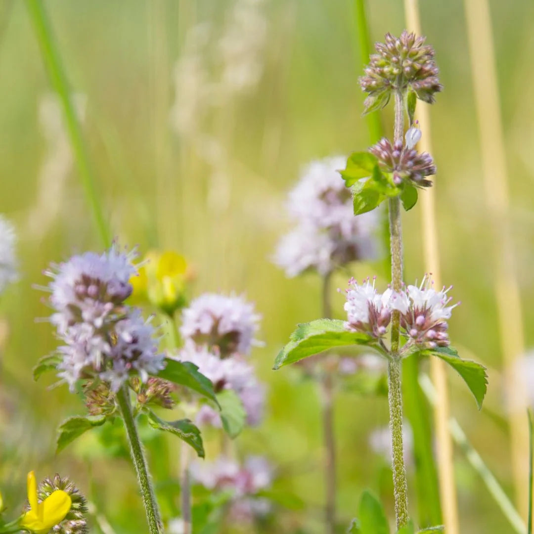 Mentha aquatica Water Mint plant with green foliage and rounded clusters of small flowers.