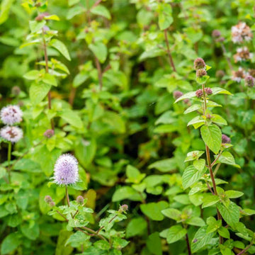 Water Mint Mentha aquatica perennial herb plant seeds for garden cultivation.