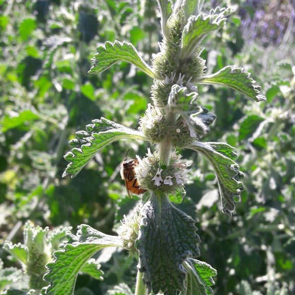White Horehound, Marrubium vulgare Seeds for Botanical Gardens