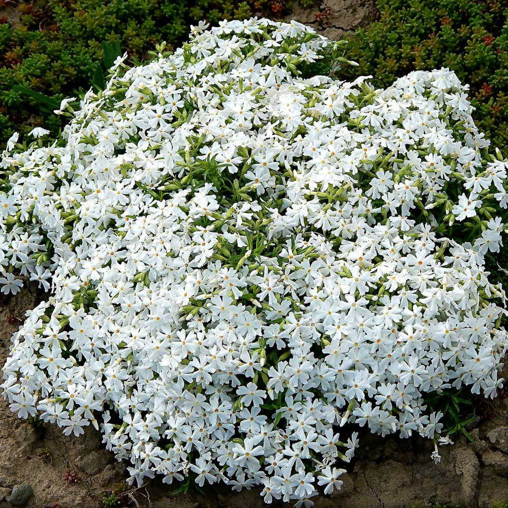 Snow in Summer – Hardy Wildflower Garden Seeds