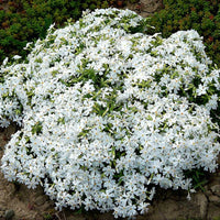 Snow in Summer – Hardy Wildflower Garden Seeds