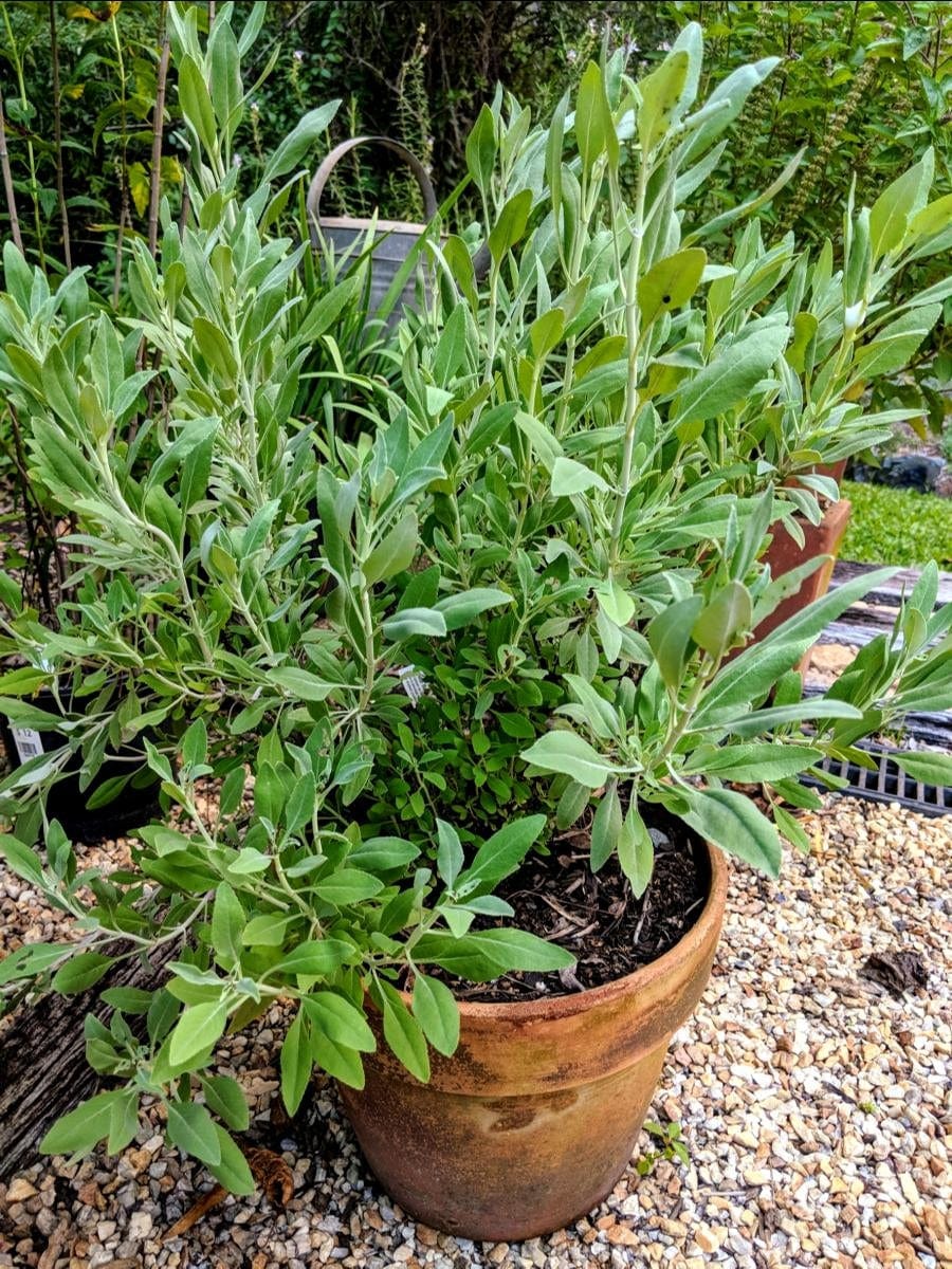 Salvia apiana White Sage plant growing in a sunny garden with well-drained soil.