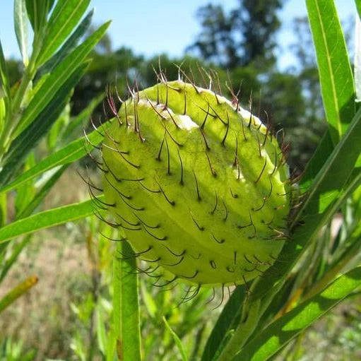 Swan Plant Asclepias physocarpa with cream-white flowers, narrow green foliage, and inflated balloon-shaped seed pods in an ornamental home garden