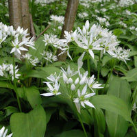 Organic Bear's Garlic Seeds ,Allium ursinum  Wild Garlic for Woodland Gardens