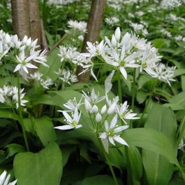 Organic Bear's Garlic (Allium ursinum) plants growing in a shaded herb garden with broad fresh green leaves and clusters of delicate white star-shaped spring flowers on upright stems.