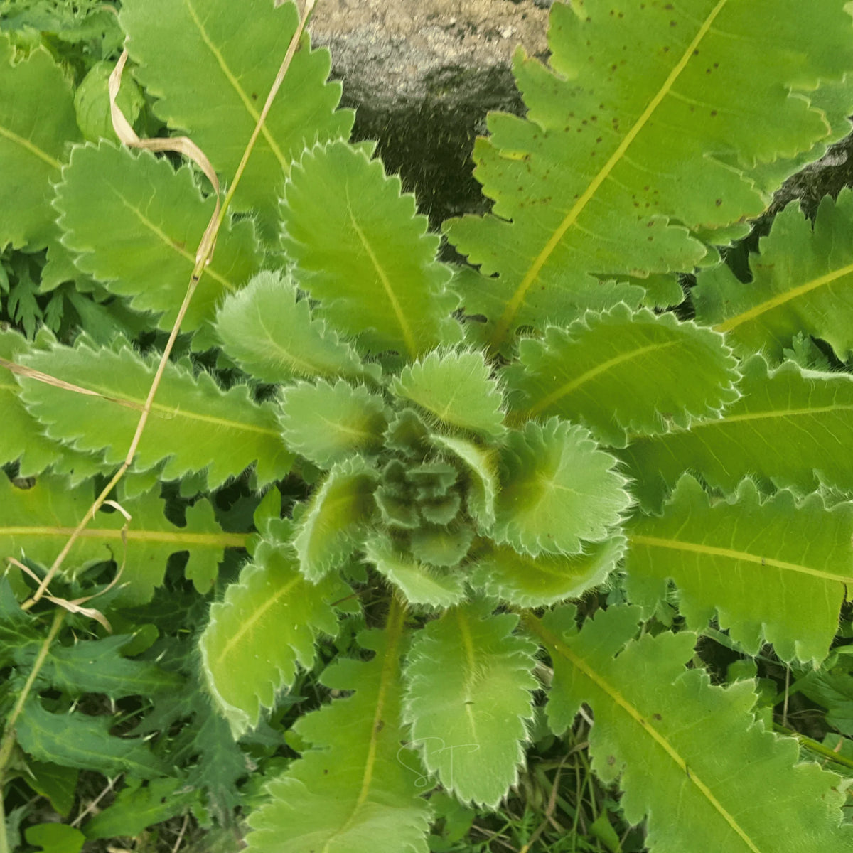 Wild Lettuce Lactuca Virosa – Edible Herb Garden Seeds