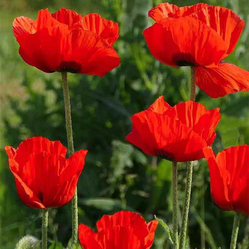 Hayflower Pasture Mix Seeds for Natural Meadow and Grassland Planting