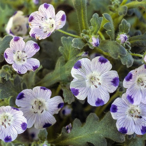 Five Spot – Colorful Wildflower Garden Seeds