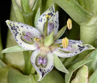 Frasera speciosa Monument Plant with an upright flowering stalk and clusters of star-shaped flowers.