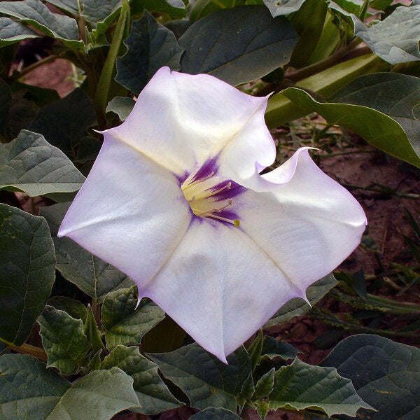 Datura Torna Loco Datura ceratocaula seeds for botanical gardening