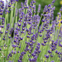 English Lavender Lavandula angustifolia Aromatic Herb Garden Seeds for Home Gardens