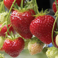Seascape Strawberry Seeds – Heirloom, Non-GMO, Day-Neutral, High-Yield Variety
