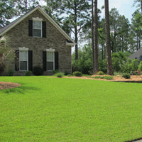 Centipede Grass Seeds Eremochloa Ophiuroides Low-Maintenance Lawn Grass Heat & Drought Tolerant Turf