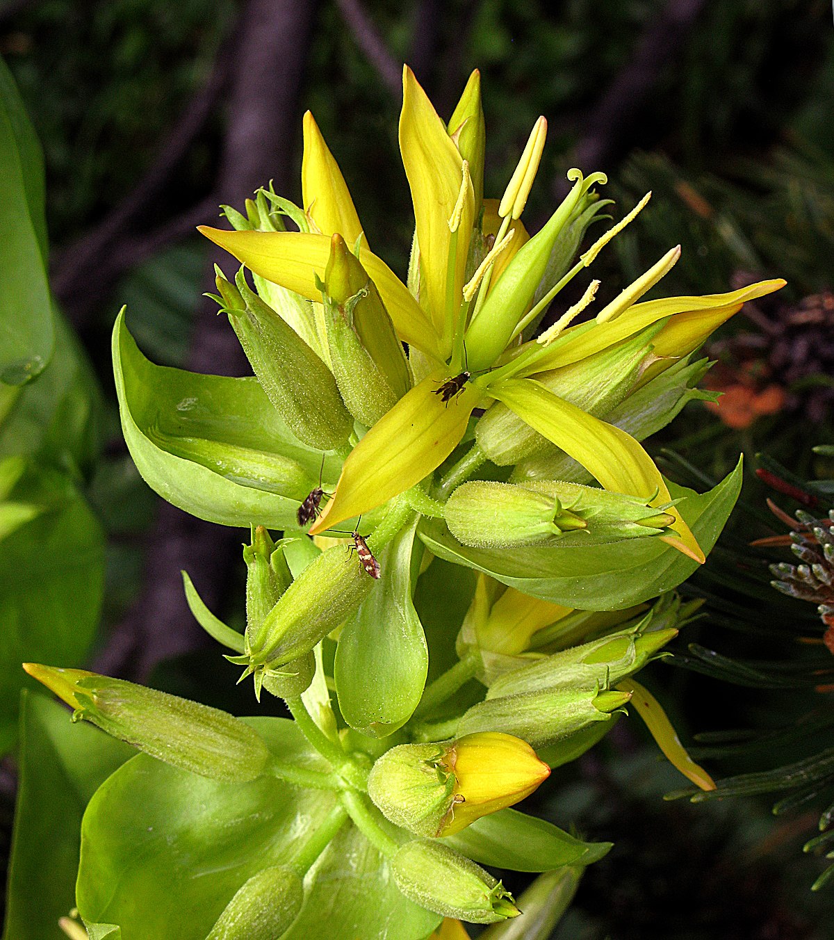 Gentiana lutea Organic Seeds , Yellow Gentian for Botanical Herb Gardens