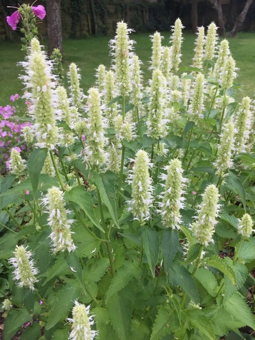 Giant Yellow Hyssop Agastache nepetoides flowering perennial with tall green stems, broad toothed leaves, and pale yellow flower spikes