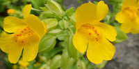 Yellow Mimulus guttatus flowers with distinctive markings