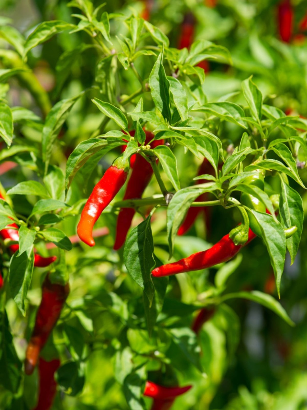 Capsicum frutescens Seeds – African Cayenne Pepper Plant Seeds
