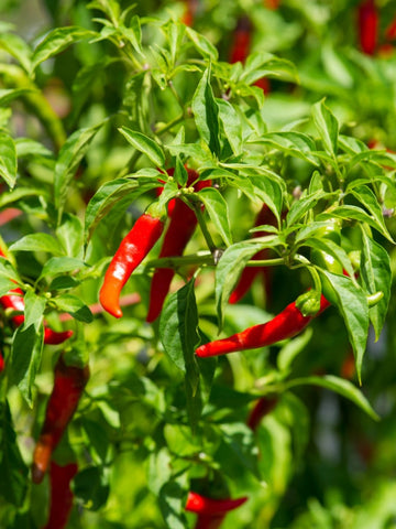 Capsicum frutescens Seeds – African Cayenne Pepper Plant Seeds