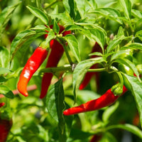 African Cayenne Pepper plant with green leaves and slender peppers ripening from green to red.