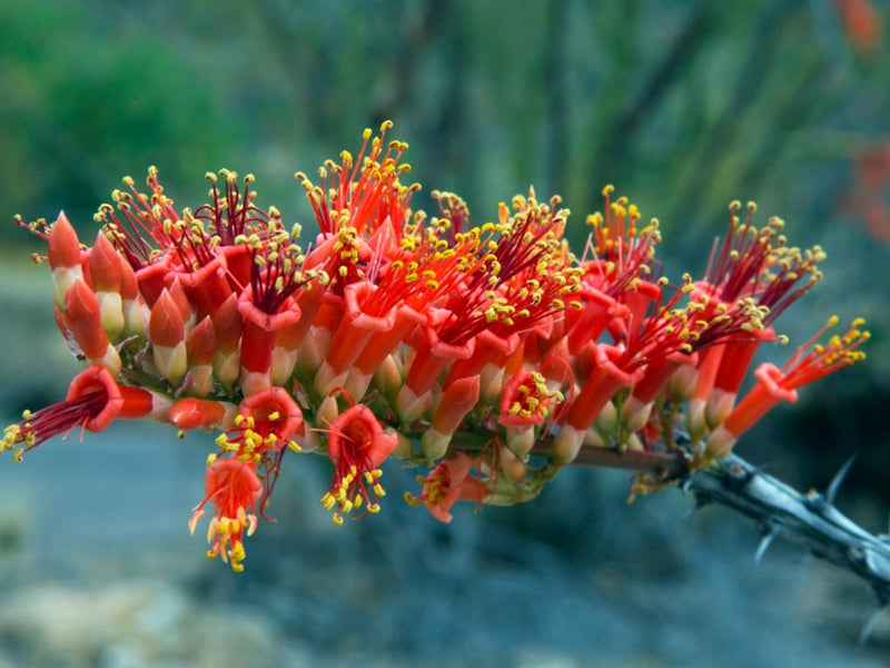 Ocotillo Fouquieria splendens seeds for desert garden planting