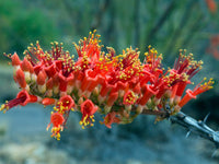 Desert Ocotillo Fouquieria splendens seeds for desert gardening