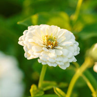 Polar Bear Zinnia Colorful Wildflower Garden Seeds