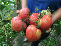 Crnkovic Yugoslavian Tomato – Heirloom Vegetable Garden Seeds